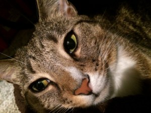 Luna closeup leaning far to left looking left