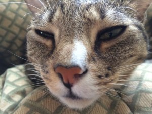 Luna closeup on blanket sleepy looking forward