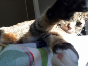 Luna stretching paws handling camera