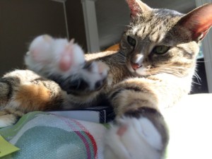 Luna stretching paws slow clapping