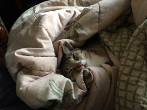 Luna unconscious wrapped in blanket