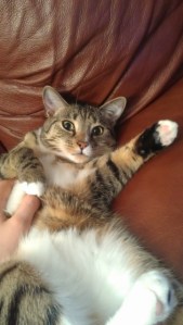 Luna waving hi on back with paw out