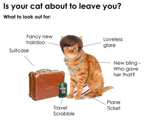 is-your-cat-about-to-leave-you