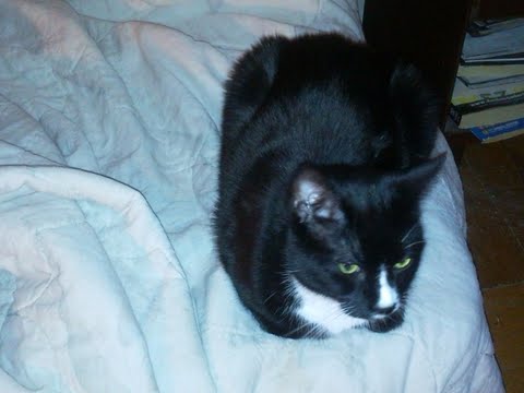 Sylvester_Rumpled Bed