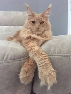 Image result for cat lyons reading den