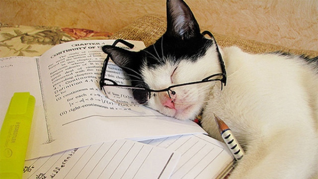 cat-reading-tumblr
